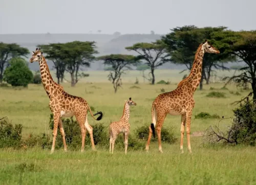Maasai Mara Safari - 3 Days